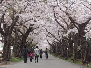 桜のトンネル