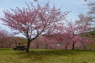 公園内に咲く桜
