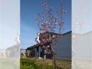 松田農園　桜