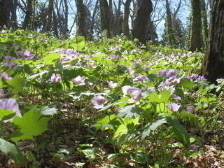 シラネアオイの写真2