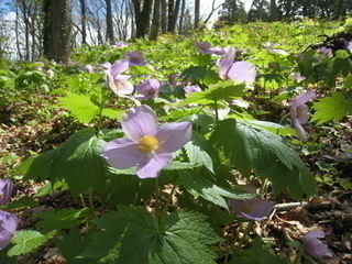 シラネアオイの写真1