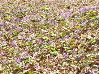 カタクリの花写真