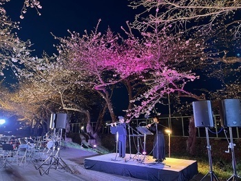 桜回廊