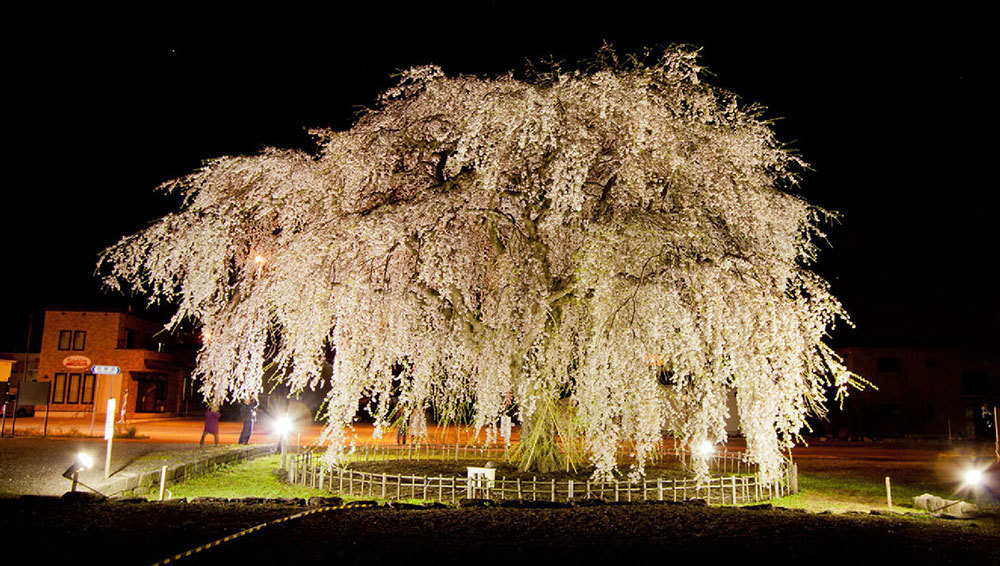 北斗桜回廊