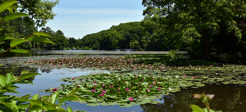 公園に咲くスイレン