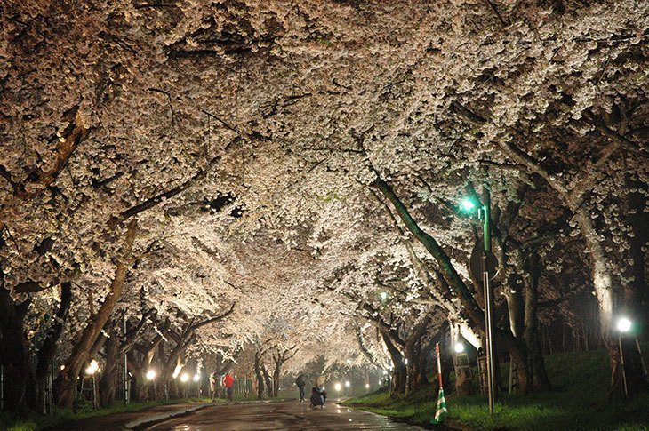 大野川沿い桜並木