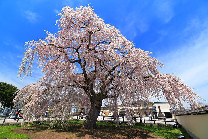 法亀寺（ほうきじ）しだれ桜