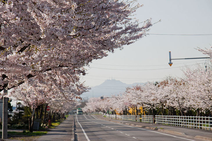 清川千本桜