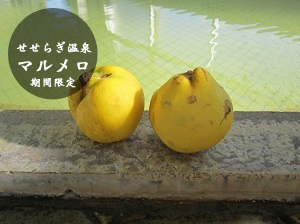 マルメロの写真です(期間限定の代わり湯です)