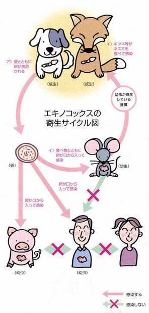 エキノコックスの寄生サイクル図