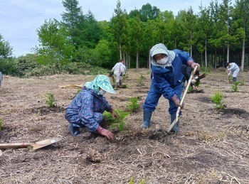 苗を植える参加者