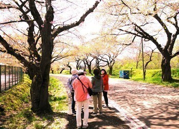 ガイドを聞きながら桜巡り