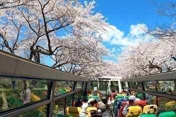 屋根のないバスで桜巡り