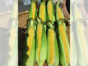 松田農園とうもろこし