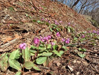 2026年匠の森公園カタクリ2