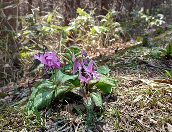 2026年匠の森公園カタクリ1
