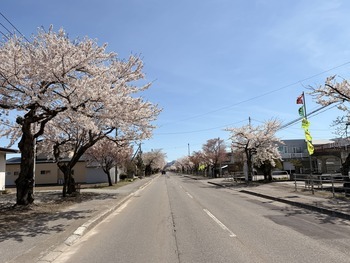 清川千本桜