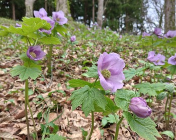 2026年4月匠の森公園シラネアオイ2