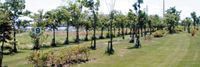 一本木河川公園パークゴルフ場