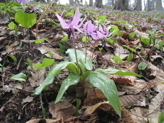 カタクリの花の写真