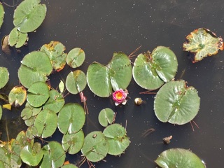 suirenup-R8.6.1.JPG