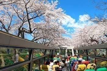 屋根のないバスで桜巡り