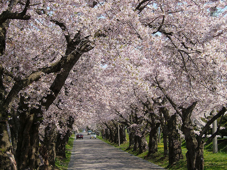松前藩戸切地（へきりち）陣屋跡桜並木