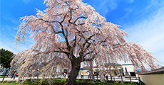 北斗の桜